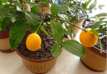 盆栽柠檬几月开花?小窍门让盆栽柠檬结好果!