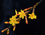 迎春花什么时候开？迎春花花期介绍！