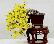 迎春花盆景如何制作？迎春花盆景制作方法介绍！