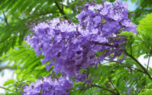 蓝花楹为什么不开花？这么美丽的花花期是什么时候