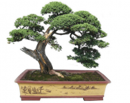 雀梅过冬怎么养？做好这些你的雀梅盆景不在温室里也可以过冬!
