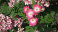 缫丝花的花期是什么时候？这个时间更适合去看缫丝花！