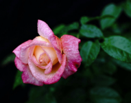 月季花花期是什么时候？月季花花期介绍！