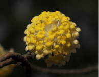 结香花树的功效与作用是什么?原来结香花树还有这么多神奇的功效!