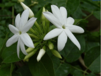 毛茉莉几月开花?毛茉莉那些你不知道的秘密!