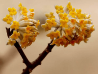 结香花的花期你知道吗?结香花竟有这样的寓意!