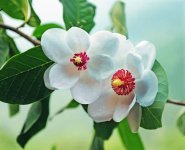 天女花的花语是什么?原来天女花还有这种寓意!