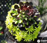 黑法师花语是什么？黑法师花语介绍！