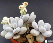 星美人开花吗？星美人开花原来是这个样子的！