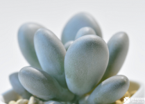 星美人和白美人区别是什么？它们是同一种植物吗？