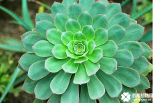 莲花掌怎么养 叶片发黄怎么办?
