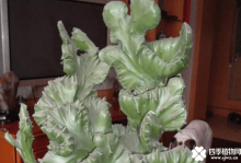 麒麟掌的扦插方法！这样做你能得到更多的麒麟掌！