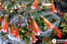 玉吊钟开花吗?开花后我们应该注意什么?