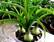 虎眼万年青的副作用 虎眼万年青真有毒吗?