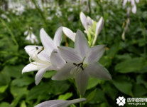 玉簪花的养殖方法!学会这些让你的玉簪花更旺盛！