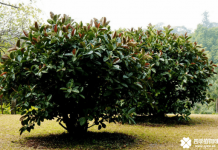 印度橡皮树怎么种植?印度橡皮树种植方法介绍！