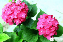 八仙花品种大全！这些八仙花你知道吗？