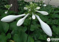 玉簪花有什么功效？玉簪花原来有这么多的功效！