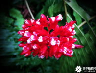 紫背竹芋开花吗？你见过紫背竹芋的花吗？