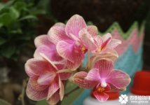 蝴蝶兰的花语！蝴蝶兰原来不止花美花语更美！