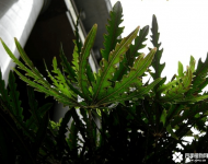 孔雀木多久浇次水？孔雀木浇水时间及方法介绍！