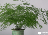文竹扦插繁殖法！学会这些让你的文竹繁殖的更快！
