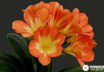 君子兰开花的兆头！君子兰开花是好还是坏呢？