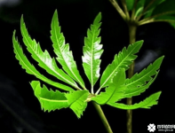 孔雀木怎么养?孔雀木的养殖方法和注意事项介绍!