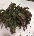 家中蟹爪兰烂根怎么办?教你轻松解决蟹爪兰烂根!
