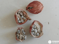 花叶良姜种子图片！花叶良姜的种子原来是这个样子啊！