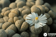 生石花有毒吗?养殖生石花时你必须要知道的答案!