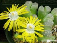 生石花不会浇水?这样浇水生石花又饱满又好看!
