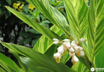 花叶良姜能吃吗？花叶良姜有食用价值吗？