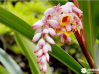 花叶良姜寓意是是什么？花叶良姜花语是什么？