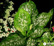 花叶万年青开花吗？你见过花叶万年青的花吗？