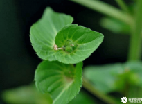 铁苋菜用什么除草剂好？科学防治才能解决铁苋菜危害哦！