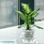 花叶万年青可以水培吗？花叶万年青水培方法介绍！