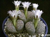 生石花怎样播种? 新手也能学会的播种方法技巧  养出爆盆石头玉！