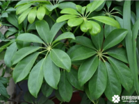 鹅掌藤和鹅掌柴的区别有哪些？它们是一种植物吗？