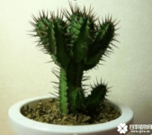 仙人掌果要这样种？你一定不知道吧！