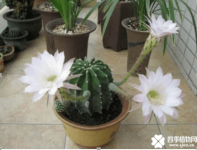 仙人掌花语是什么？这样的花语让人神往！