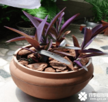 紫鸭跖草怎么盆栽好看？这么养它会越长越漂亮哦！