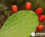 仙人掌的果实能吃吗?没想到仙人果竟然这么有营养!