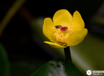 萍蓬草花语和寓意是什么？萍蓬草花语和寓意介绍！