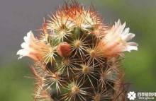 你看过金手指仙人掌开花吗？金手指仙人掌开花介绍!