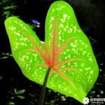 花叶芋养殖方法及注意事项介绍！养好花叶芋这些你必须得知道！