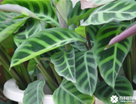 天鹅绒竹芋致癌吗?你是不是也有这种疑虑呢？