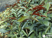 红背桂花简介！红背桂花主要价值介绍！