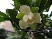 夜合花的花语是什么?夜合花的美丽传说!