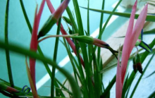 垂花水塔花怎么养？你的垂花水塔花是怎么养的？
